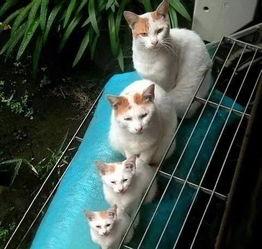 娱乐圈吃瓜猫是谁啊图片,揭秘网络红人的真实身份